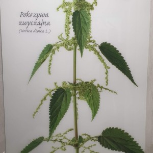 Szkło Hartowane na Wymiar 21